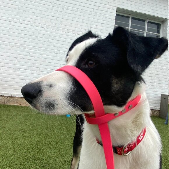 5' Biothane Convertible Slip Dog Leash No Pull Harness or Head Halter 1/2" wide - Picture 8 of 8